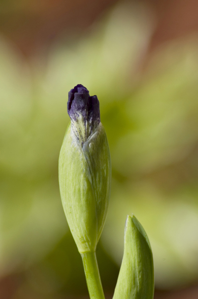 natural_01