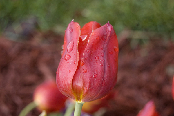natural_09