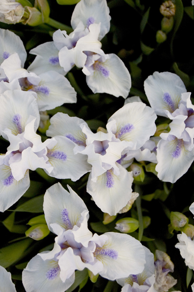 natural_10