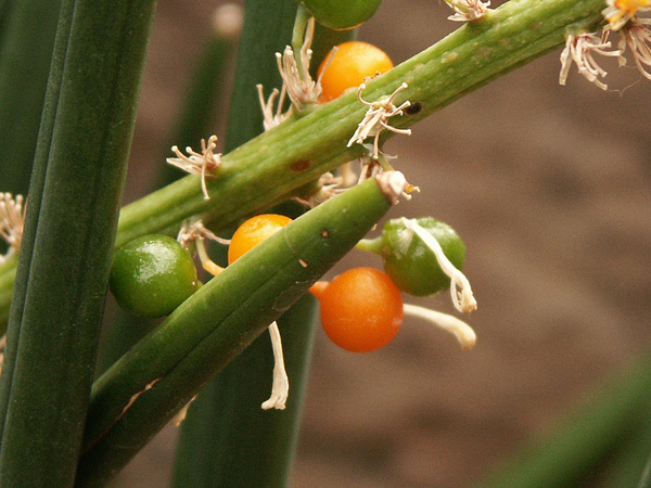 natural_15