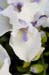 natural_02