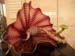 still_life_11